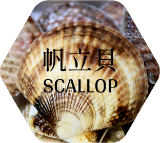 ホタテ貝殻