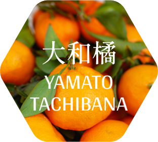 大和橘